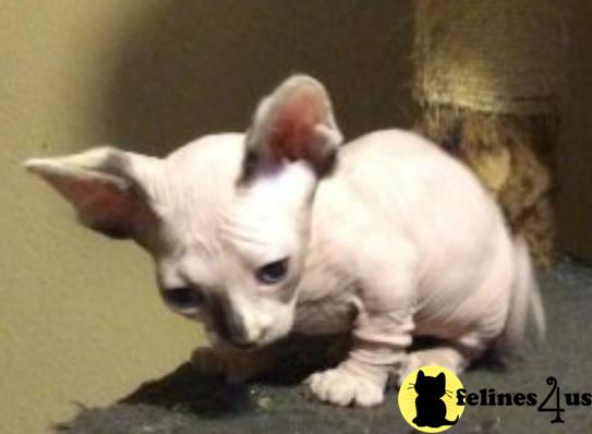 Barenakedsphynx Picture 2